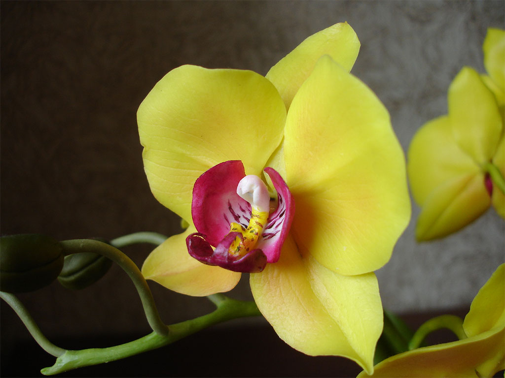 желтая орхидея из холодного фарфора