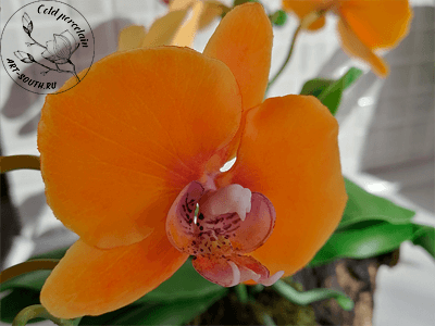 bloom-orange-ochid